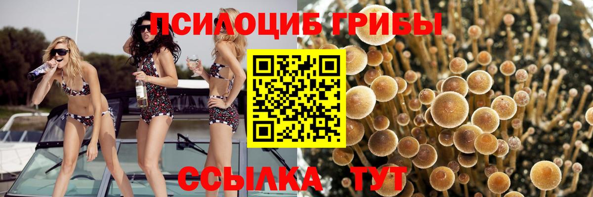 Гусиноозёрск  Галлюциногенные грибы Psilocybe  Вход с VPN 